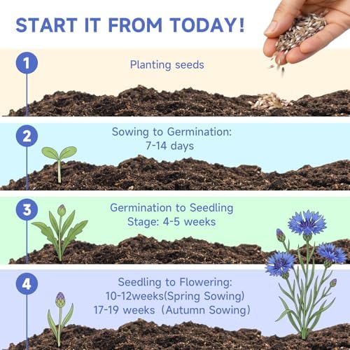 Groundio Bachelor Button Seeds Tall Blue 6000+ Seeds - Image 3