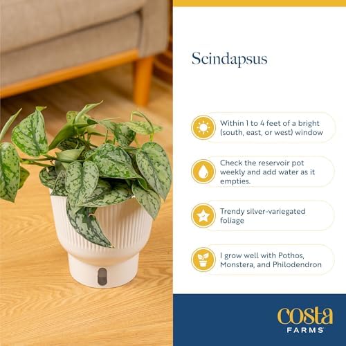 Costa Farms Scindapsus Platinum Java, Live Indoor Plant, Easy Care - Image 6