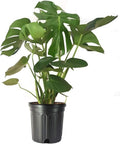 American Plant Exchange Monstera Deliciosa – Live 10-Inch Pot Split Leaf Plant, Large Statement Houseplant, Easy-Care Low-Maintenance Air Purifying Tropical Vine for Home, Office & Garden Décor by AmericanPlantExchange