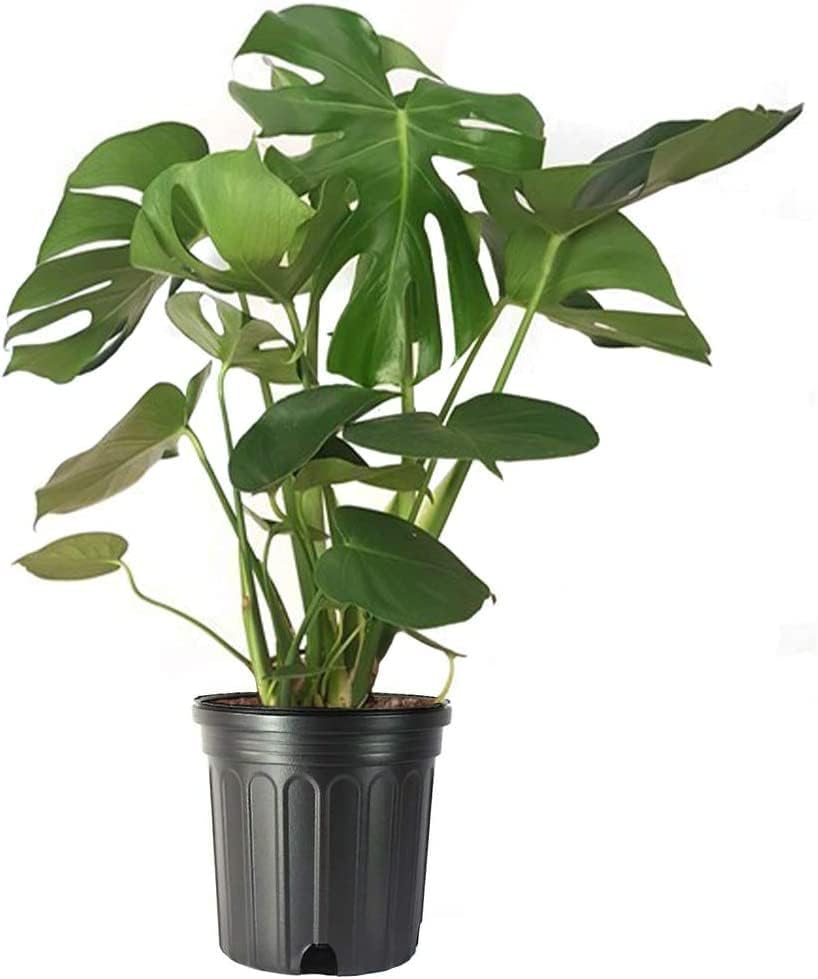 American Plant Exchange Monstera Deliciosa – Live 10-Inch Pot Split Leaf Plant, Large Statement Houseplant, Easy-Care Low-Maintenance Air Purifying Tropical Vine for Home, Office & Garden Décor by AmericanPlantExchange