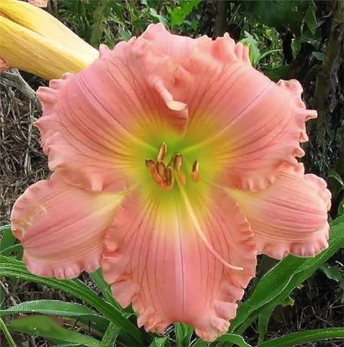 Pink Daylily - Bare Root Plant, Hardy Perennial for Zone 4, Delicate Pink Blooms, Low Maintenance, Ideal for Full Sun or Partial Shade, Perfect for Garden Borders & Landscapes - Image 5