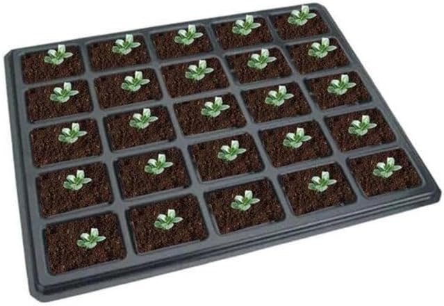 Laurentia Fluviatilis ‘Blue Star Creeper’ – Low-Growing Ground Cover with Soft Blue Flowers, Carpet-Forming Perennial for Pathways & Garden Beds (4.5" Pots/Flats of 10 / Flats of 10) - Image 6