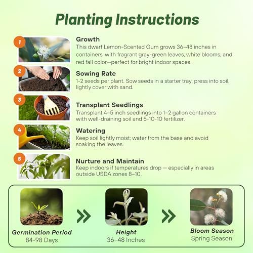 Outsidepride Lemon Bush Eucalyptus Seeds - 50 Pcs. Perennial, Easy to Grow & Drought Tolerant, Flower Seeds for Planting Fragrant, Vibrant Blooms for Landscaping & Pollinator Gardens - Image 5
