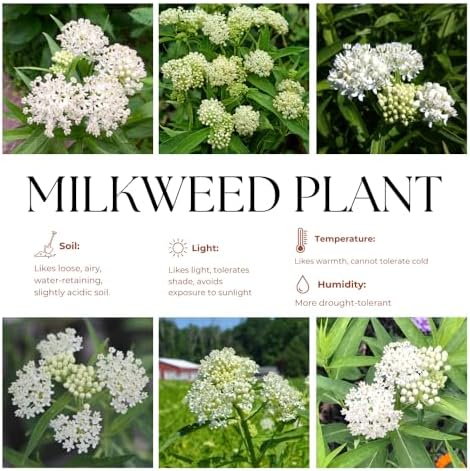 3 White Milkweed Live Plants, Hardy Milkweed Shrub, 4-9 Inches - Image 4