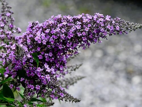 Greenwood Nursery: Live Shrub Plants - 'Grand Cascade' Butterfly Bush + Buddleja/Buddleia Davidii - [Qty: 3X Pint Pots] - (Click for Other Available Plants/Quantities) - Image 2