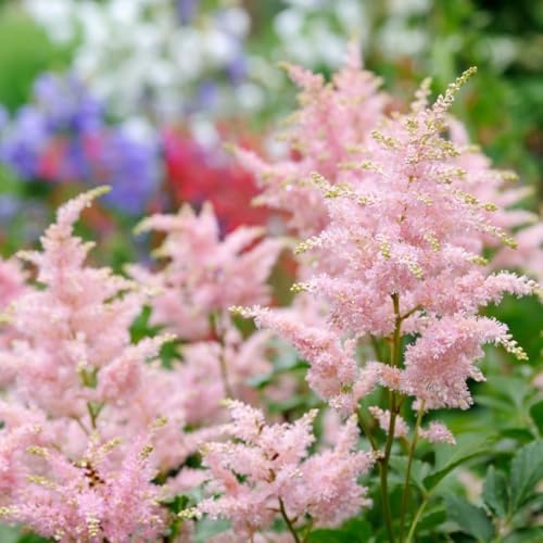 Votaniki Astilbe Erika (Arendsii Hybrid) Bare Roots Ready to Plant — Hardy Perennial Astilbe with Pink Plumes for Shade Gardens | Easy-to-Grow, Deer-Resistant & Long-Lasting Blooms (1 Pack) - Image 2