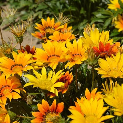 300 Perennial Mix Gazania Seeds Heat-Perennial Ground Cover Seeds-Drought Tolerant Garden Wild Flowers Seed for Gardens Outdoor - Image 5
