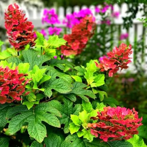 Ruby Hydrangea Live Plant, Flower Bush, 7-12 Inch Tall, 4 Inch Pot - Image 6