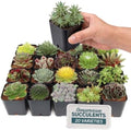 Mountain Crest Gardens Hardy Succulents Plants Live | 20-Pack Frost-Tolerant Succulent Plants Variety Pack | Live Succulents Plants in 2 Inch Pots | Plants Live for Rock Garden, Landscaping & DIY by MountainCrestGardens