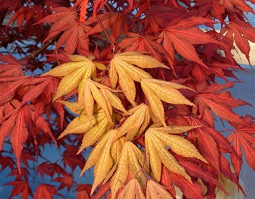 Purple Ghost Japanese Maple Live Tree – Acer palmatum ‘Purple Ghost’ – Rare Variegated Maple – Ornamental Landscape Tree – 3 Year Plant - Image 3