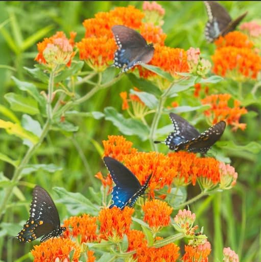 Butterfly Milkweed – Asclepias tuberosa – Live Plants – 2 Pack – 3 Inch Pots - Monarch Host Plant, Very Hardy - Image 2