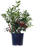 Ilex verticillata 'Winter Red' (Winterberry) Shrub, sm bright red fruit, 3 - Size Container by GreenPromiseFarms