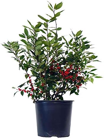 Ilex verticillata 'Winter Red' (Winterberry) Shrub, sm bright red fruit, 3 - Size Container by GreenPromiseFarms