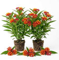 2 Tropical Milkweed Plants, Live Fragrant Asclepias Plant, 4-7'' Tall by TANKDA