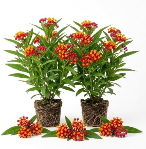 2 Tropical Milkweed Plants, Live Fragrant Asclepias Plant, 4-7'' Tall by TANKDA