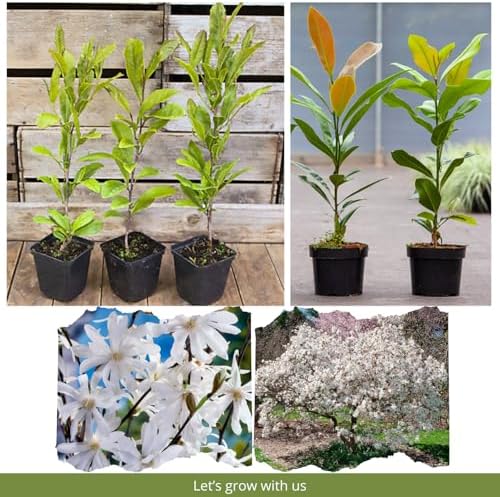 Star Magnolia Tree Plant Live, Cold Hardy Flower Tree, 6-12 Inch Tall - Image 3
