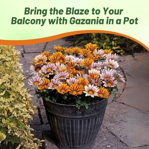 Outsidepride Kiss Flame Mix Gazania Seeds for Planting – 50 Pcs Perennial, Low-Maintenance, Drought-Tolerant Ground Cover Seeds for Vibrant Summer & Fall Flowers, Great for Outdoor Gardens - Image 5
