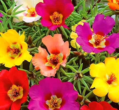 Purslane Large Flower Seed Mix Portulaca Grandiflora Seeds for Planting About 1000 Seeds - Image 5