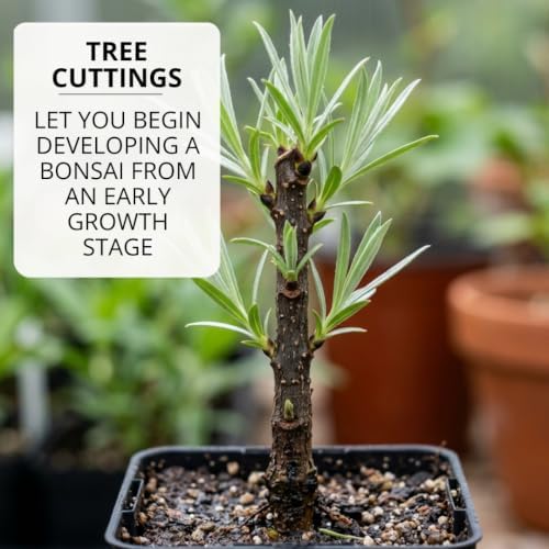Dwarf White Willow Bonsai Cutting – Live Unrooted Cutting for Growing - Image 5