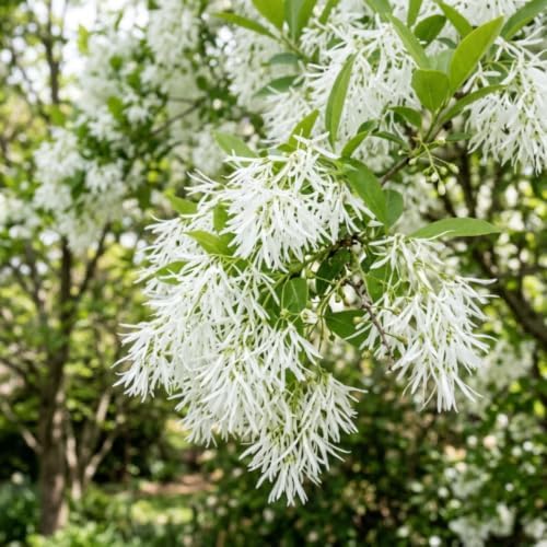Fringe Tree Live Plant, Hardy Ornamental Shrub, 8-10 Inch Tall, Quart Pot - Image 4