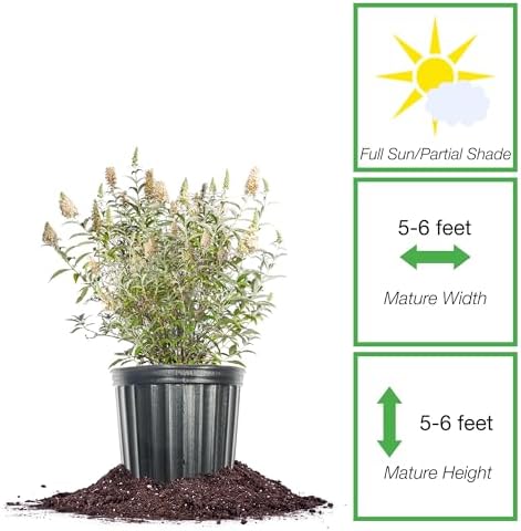 Perfect Plants White Profusion Butterfly Bush, 1 Gallon, Live Plant - Image 2
