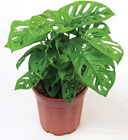 Live Monstera"Swiss Cheese Vine" Plant - Easy to Grow Tropical Plant Houseplant or Outdoors Fit 1 Quart Pot - Image 4