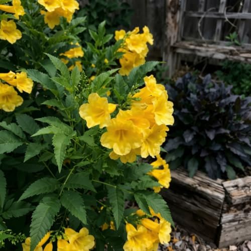 Set of 3 Tecoma Stans Yellow Bells Live Plants, 4-8 in, No Pot - Image 5