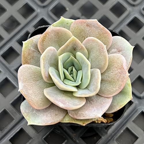 Sprout N Green Echeveria Blue Surprise Live Succulent Plant - Image 2