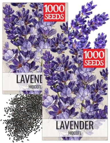 Seed Needs Blue Hidcote Lavender Seeds to Plant an Herb Garden - 2 Packs by SeedNeeds