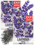 Seed Needs Blue Hidcote Lavender Seeds to Plant an Herb Garden - 2 Packs by SeedNeeds