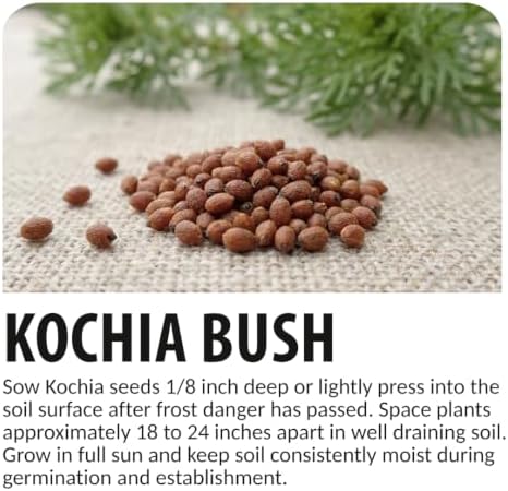 Kochia Bush Seeds for Planting | 100 Seeds | Summer Cypress Ornamental - Image 6