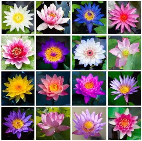 30PCS Premium Lotus Seeds for Planting in Water – Mixed Color Bowl Flower for Ponds, Bonsai, Indoor Water Gardens & Lotus Bowl Planter – Non-GMO, Easy Grow Water Lotus Seeds - Image 4