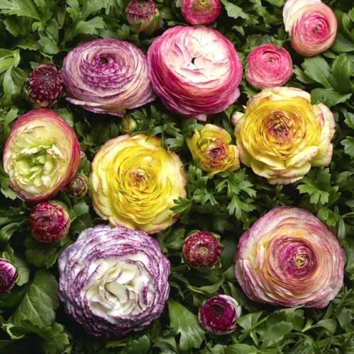 10PCS Mixed Color Ranunculus Bulb Double Buttercup Rose Wedding Flower Bulb - Image 2