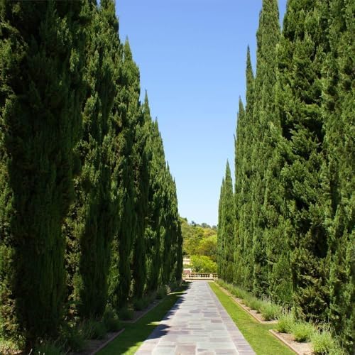 Brighter Blooms - Italian Cypress Tree, 1-2 ft. - Image 3