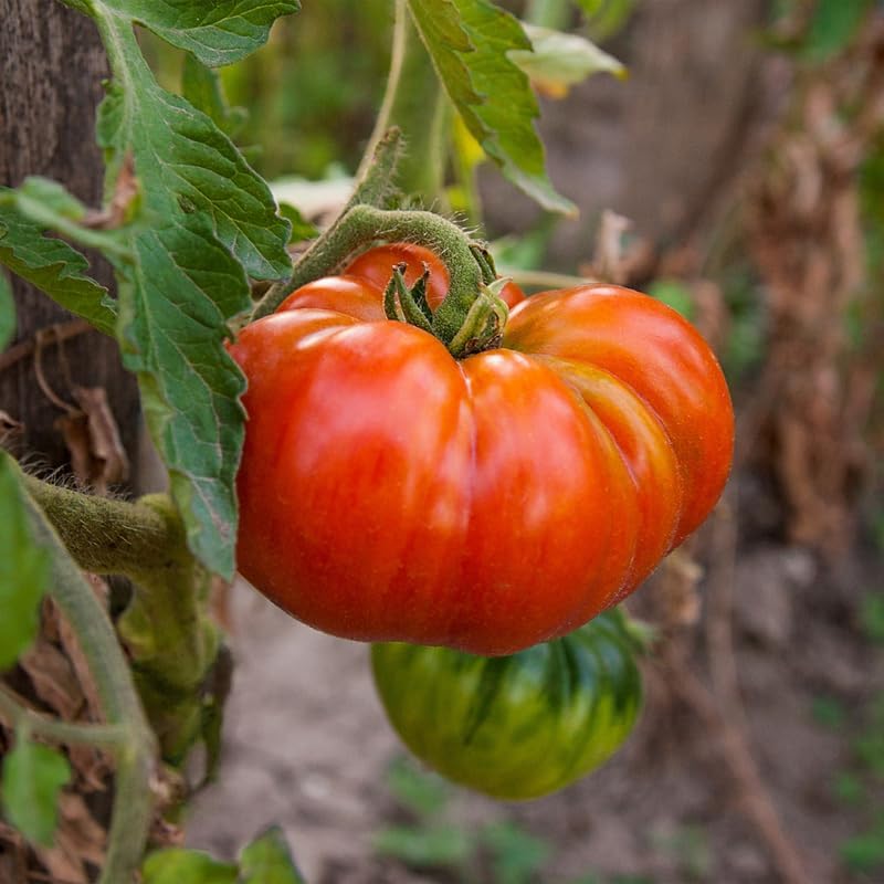 Beefsteak Tomato Plants Live in 4" Pot, 4-6 Inch Tall Starter Plants - Image 4