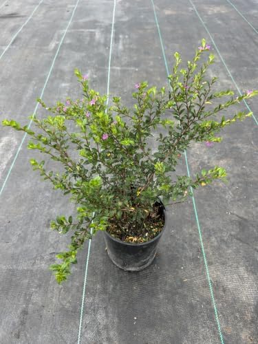 Mexican Heather Live Plant, 1 Gallon, Purple Blooms, Drought Tolerant, Outdoor Flowering Shrub, Full Sun to Partial Shade - Image 4
