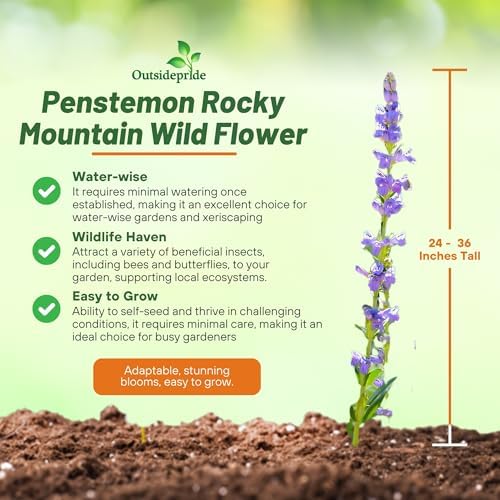 Outsidepride Penstemon Seeds - 1 Lb. Perennial, Drought-Tolerant & Pollinator Friendly, Strictus Rocky Mountain Wildflower Seeds for Planting with Vibrant Blue-Violet Blooms, Ideal for Xeriscaping - Image 4
