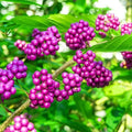KVITER 30 American Beautyberry Seeds for Planting (Callicarpa Americana) – Beauty Berry Plant Heirloom Seeds, Purple Berries – Fast Growing Shrubs for Privacy, Flower Garden & Patio by KVITER