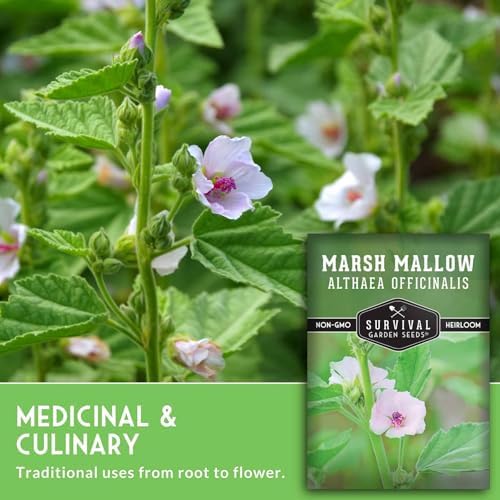 Marsh Mallow Seeds for Planting - Survival Garden Seeds (3 Pack) - Image 5