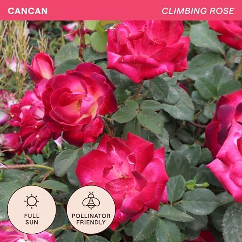 Heirloom Climbing Roses, Live Own Root Plant, Cancan™ - Image 4