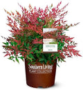 Southern Living 2 Gal. Obsession Nandina Shrub by Unknown