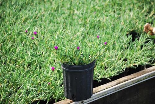 Delosperma cooperi (Trailing Hardy Ice Plant) Live Perennial, Size-#1 Container, Rosy Pink Summer Flowers, Drought Tolerant, Heat Loving, Ideal for Rock Gardens - Image 5