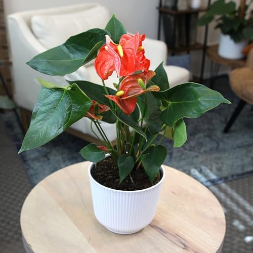 Orange Anthurium Live Plant Decor (Approx. 11-14" Tall), Real Flowers/House Plants in 4" White Pot, Floral Air Purifying Houseplants, Cool & Unique Gifts by Plants for Pets - Image 3