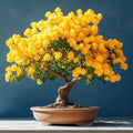 30 American Senna Bonsai Tree Seeds for Planting - Senna hebecarpa by CZGrain