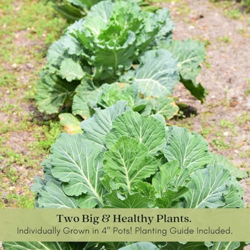 Clovers Garden Georgia Collard Greens Plants - Two (2) Live Plants – Non-GMO - Not Seeds - Each 4" to 8" Tall – in 4" Inch Pots - Heirloom, Heat Tolerant, Cold Hardy, High Yield - Image 2
