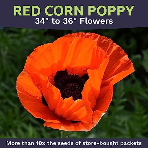 Red Poppy Seeds - Bulk 1/4 Pound Bag - Over 800,000 Wildflower Seeds - Image 4