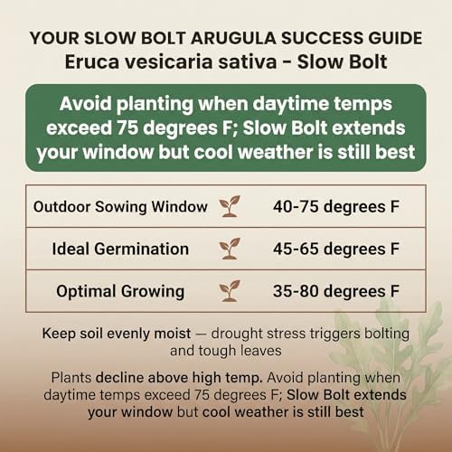 1000 Arugula Seeds for Planting - Slow Bolt Heirloom, Extended Harvest, Non-GMO, USA Grown by RDR Seeds - Image 3