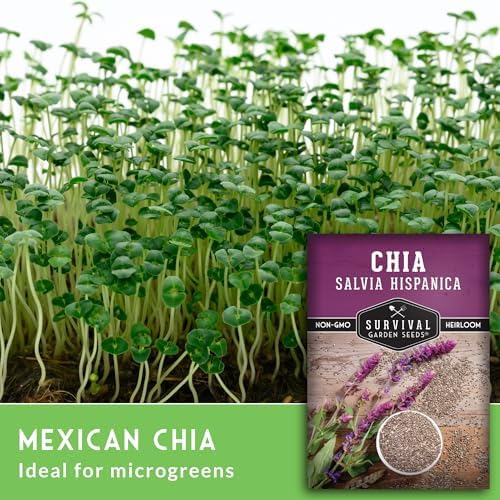 Chia Seeds for Planting – Mexican Salvia Hispanica (2 Pack) - Image 3