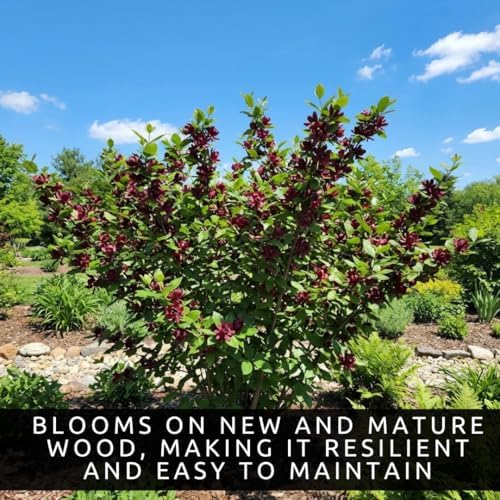 3 Carolina Sweetshrub (Calycanthus floridus) Live Shrubs for Planting | Fragrant Burgundy Blooms | Native Shade-Loving Flowering Bush (3 Plants) - Easy to Grow Landscape Plants - Image 6