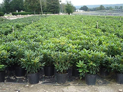 Green Promise Farms Rhododendron Passion` Evergreen, 3-Size Container, Purple Flowers - Image 3